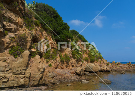 Coastal Cliffside with Cacti and Calm Sea 118630035