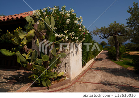 Sunny Garden Pathway with Cactus and Flowering Bushes 118630036