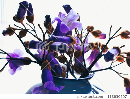 泡桐花瓶中的泡桐插花 118630207