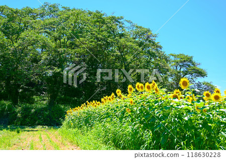 Mizushiro Nabeyama Tomb, Summer, Sunflowers, Nakanoto Town Mizushiro Nabeyama Tomb, Summer, Sunflowers, Nakanoto Town 118630228