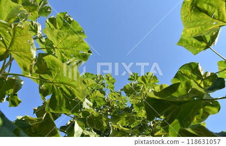 泡桐樹 泡桐 118631057