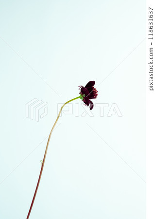 Chocolate Cosmos 118631637