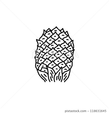 Structure of pine flowers, female flowers, gymnosperms, line drawing Structure of pine flowers, female flowers, gymnosperms, line drawing 118631645