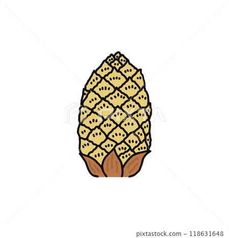 Structure of pine flowers: Male flowers, gymnosperms 118631648