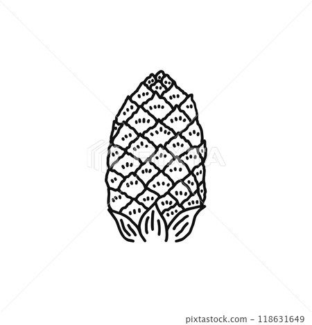 Structure of pine flowers, male flowers, gymnosperms, line drawing 118631649