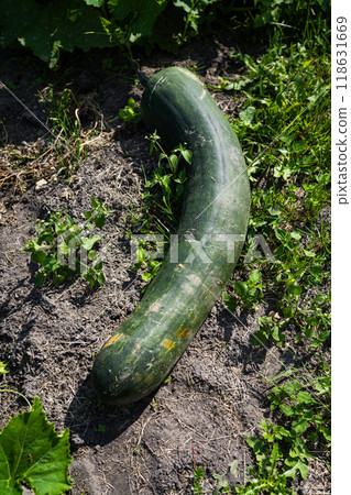 A large, long, green squash is lying in the garden A large, long, green squash is lying in the garden 118631669