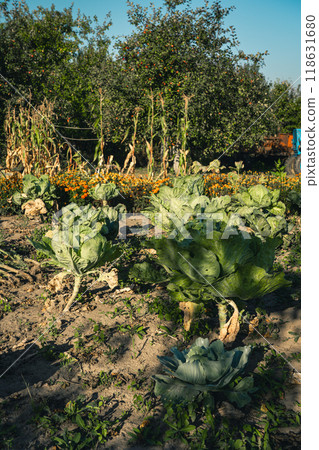 Ripe cabbage grows in the garden, in the village in the morning Ripe cabbage grows in the garden, in the village in the morning 118631680