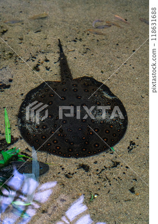 A stingray in the pond of the Minsk Zoo. A ramp in the water 118631688