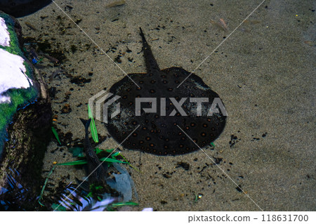 A stingray in the pond of the Minsk Zoo. A ramp in the water 118631700