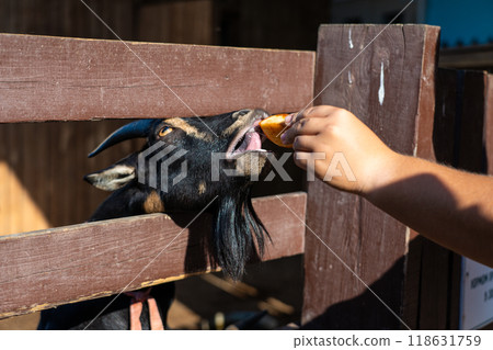 Feeding a goat at the Minsk zoo. The goat is eating 118631759