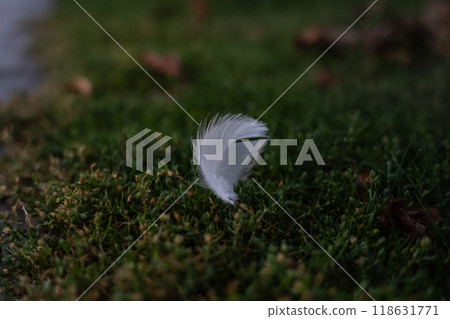 A white feather on the grass, late at night. Minimalism A white feather on the grass, late at night. Minimalism 118631771