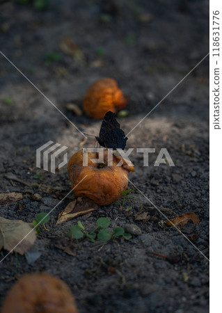 A butterfly sits on a rotten apple. Autumn in the village, dry foliage 118631776