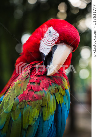 A red, bright macaw parrot cleans its feathers with its beak. Macaw in the park 118631777