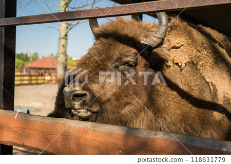 A bison in the Minsk zoo. A bison behind a wooden fence A bison in the Minsk zoo. A bison behind a wooden fence 118631779