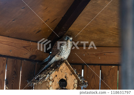 The falcon bird is sitting on a house in a cage. The falcon at the Minsk Zoo The falcon bird is sitting on a house in a cage. The falcon at the Minsk Zoo 118631797