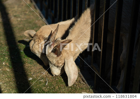 Goats are eating grass behind the fence. Goats eat grass at the Minsk zoo Goats are eating grass behind the fence. Goats eat grass at the Minsk zoo 118631804