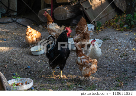 The rooster stands proudly among the chickens in the village The rooster stands proudly among the chickens in the village 118631822