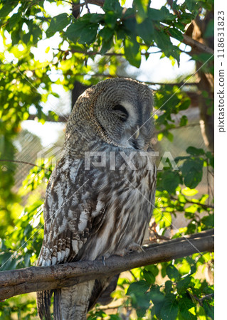 Great grey owl sleeps sitting on a branch. A sleeping Owl at the zoo Great grey owl sleeps sitting on a branch. A sleeping Owl at the zoo 118631823