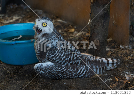 A white owl sits with its beak open. A white owl at the Minsk zoo A white owl sits with its beak open. A white owl at the Minsk zoo 118631833