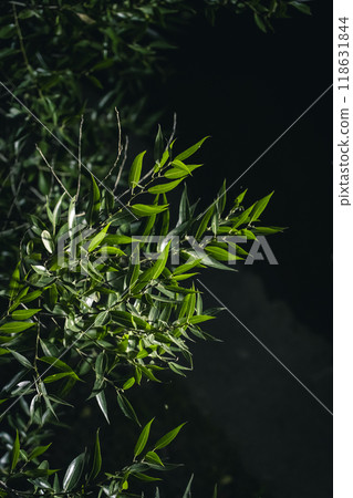 The foliage of the trees is illuminated by a street lamp at night The foliage of the trees is illuminated by a street lamp at night 118631844