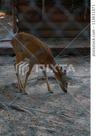 Roe deer in the zoo. Roe deer in the Minsk zoo 118631871