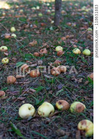 Apples, rotten and whole, lie in the grass under the apple tree Apples, rotten and whole, lie in the grass under the apple tree 118631883