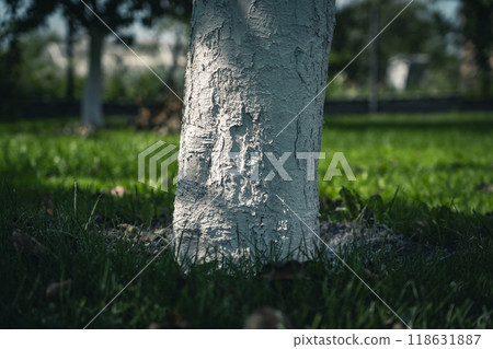 The trunk of the apple tree was painted white. Whitewashing of trees 118631887