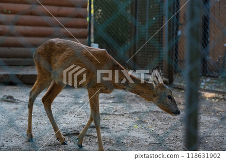 Roe deer in the zoo. Roe deer in the Minsk zoo Roe deer in the zoo. Roe deer in the Minsk zoo 118631902
