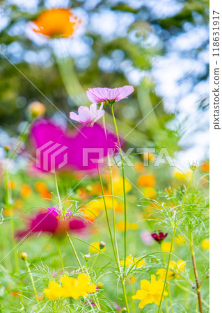 多彩的波斯菊領域 多彩的波斯菊領域 118631917