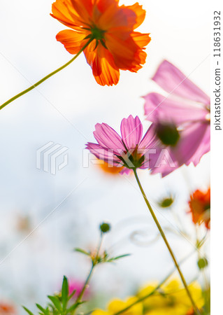 Cosmos flowers and buds 118631932