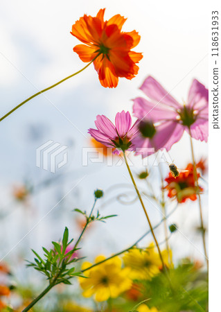 Cosmos flowers, buds and bees Cosmos flowers, buds and bees 118631933