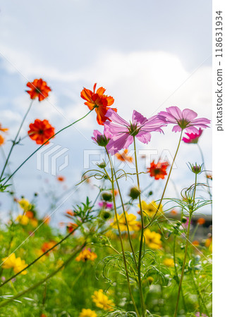 Colorful flowers blooming in a cosmos field Colorful flowers blooming in a cosmos field 118631934