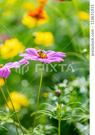 A bee stuck to a cosmos 118631935