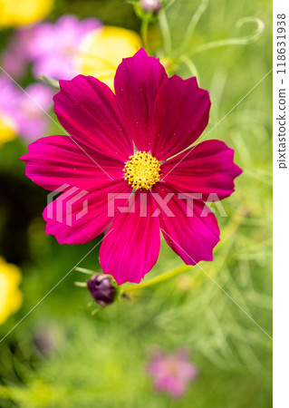 Red cosmos flowers 118631938