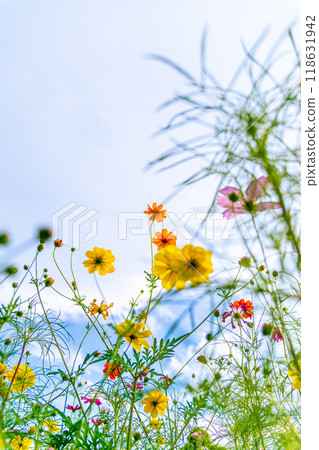 Yellow cosmos shining against the blue sky 118631942