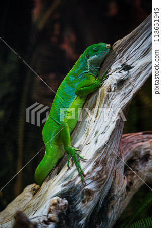 A green lizard is sitting on a branch. A small, green iguana. green color 118631945