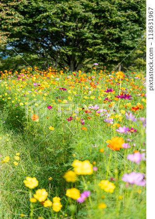 Colorful cosmos field Colorful cosmos field 118631967
