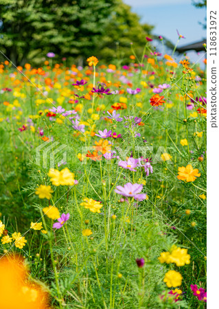 Colorful cosmos field 118631972