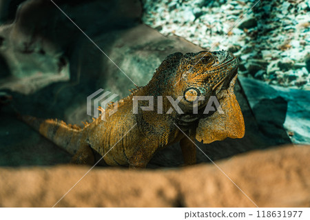 A large orange iguana lizard rests lying on a rock in the Minsk zoo A large orange iguana lizard rests lying on a rock in the Minsk zoo 118631977