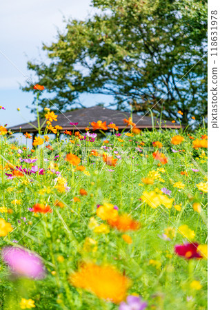 Colorful cosmos field in the park Colorful cosmos field in the park 118631978