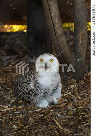 A white owl sits with its beak open. A white owl at the Minsk zoo A white owl sits with its beak open. A white owl at the Minsk zoo 118631979