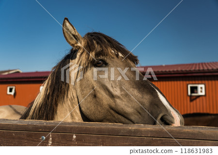 A horse in the pen of the Minsk zoo. The horse's head is close A horse in the pen of the Minsk zoo. The horse's head is close 118631983