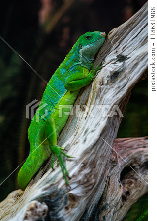 A green lizard is sitting on a branch. A small, green iguana. green color 118631988
