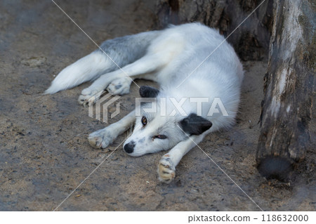 The arctic fox sleeps in the enclosure. Arctic fox at the Minsk zoo 118632000