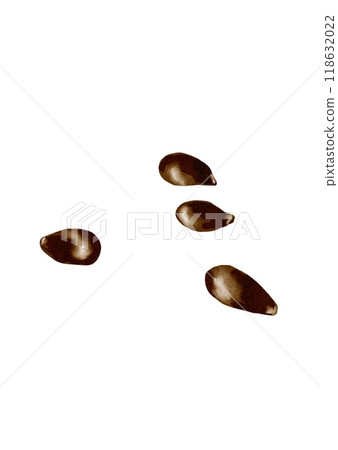 Apple seeds. Four pieces. Brown color. Seeds of ripe fruit. Watercolor illustration. 118632022