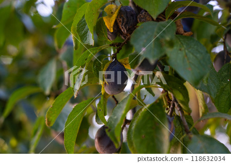 Plum growing in the village. Plum tree in autumn. Ripe plum 118632034