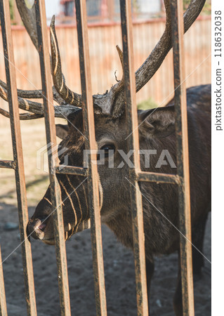 A deer in the Minsk zoo. A deer behind an iron fence at the zoo A deer in the Minsk zoo. A deer behind an iron fence at the zoo 118632038