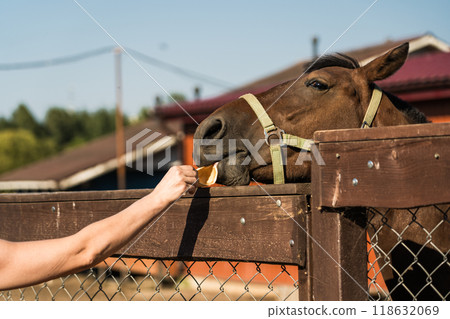 Hand-feeding the horse. A horse in the pen of the Minsk zoo Hand-feeding the horse. A horse in the pen of the Minsk zoo 118632069
