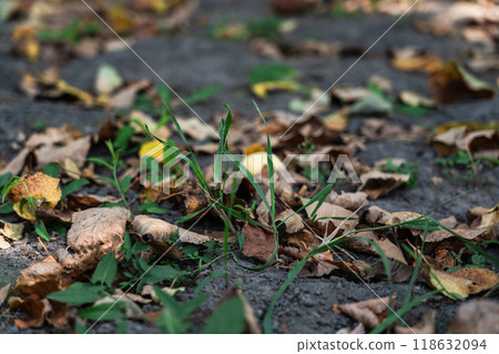 Rotten apples lie among the dry foliage under an apple tree. September Rotten apples lie among the dry foliage under an apple tree. September 118632094