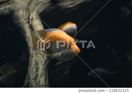 Beautiful bright orange red cichlid parrot in an aquarium. Goldfish Beautiful bright orange red cichlid parrot in an aquarium. Goldfish 118632125